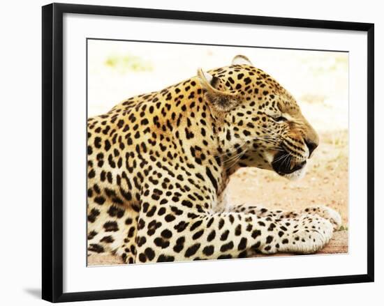 Leopard-Andrushko Galyna-Framed Photographic Print