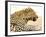 Leopard-Andrushko Galyna-Framed Photographic Print