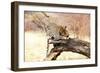 Leopard-Andrushko Galyna-Framed Photographic Print