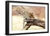 Leopard-Andrushko Galyna-Framed Photographic Print