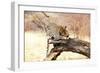 Leopard-Andrushko Galyna-Framed Photographic Print