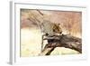 Leopard-Andrushko Galyna-Framed Photographic Print