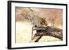 Leopard-Andrushko Galyna-Framed Photographic Print