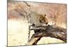 Leopard-Andrushko Galyna-Mounted Photographic Print