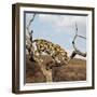 Leopard-Andrushko Galyna-Framed Photographic Print