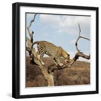 Leopard-Andrushko Galyna-Framed Photographic Print