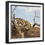 Leopard-Andrushko Galyna-Framed Photographic Print