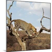 Leopard-Andrushko Galyna-Mounted Photographic Print