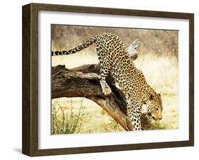 Leopard-Andrushko Galyna-Framed Photographic Print