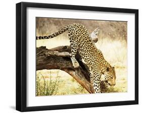 Leopard-Andrushko Galyna-Framed Photographic Print