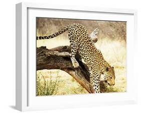 Leopard-Andrushko Galyna-Framed Photographic Print