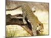 Leopard-Andrushko Galyna-Mounted Photographic Print