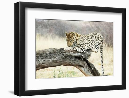 Leopard-Andrushko Galyna-Framed Photographic Print