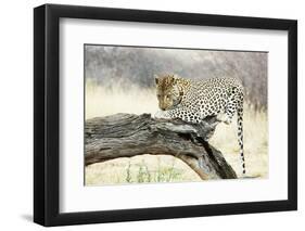 Leopard-Andrushko Galyna-Framed Photographic Print