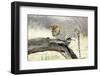 Leopard-Andrushko Galyna-Framed Photographic Print