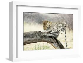 Leopard-Andrushko Galyna-Framed Photographic Print