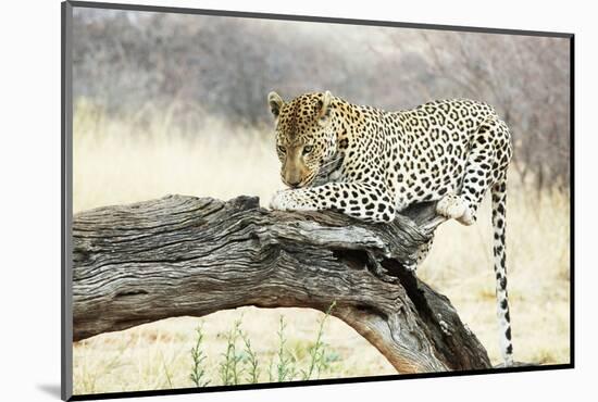 Leopard-Andrushko Galyna-Mounted Photographic Print