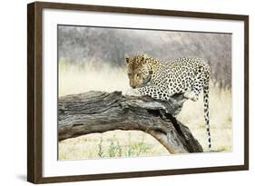 Leopard-Andrushko Galyna-Framed Photographic Print