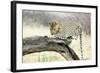 Leopard-Andrushko Galyna-Framed Photographic Print