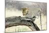 Leopard-Andrushko Galyna-Mounted Photographic Print