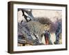 Leopard-Andrushko Galyna-Framed Photographic Print