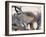 Leopard-Andrushko Galyna-Framed Photographic Print