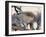 Leopard-Andrushko Galyna-Framed Photographic Print