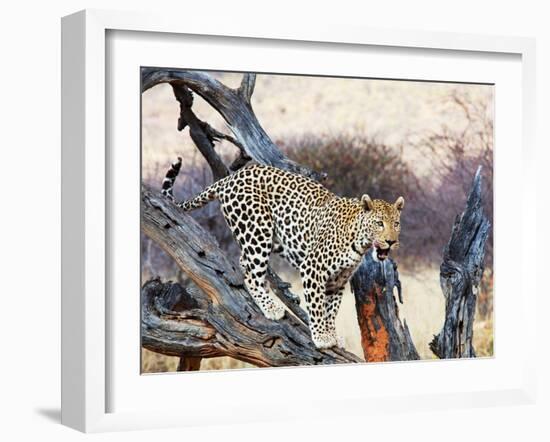 Leopard-Andrushko Galyna-Framed Photographic Print