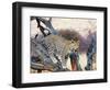 Leopard-Andrushko Galyna-Framed Photographic Print