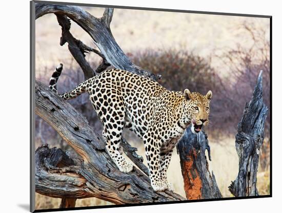 Leopard-Andrushko Galyna-Mounted Photographic Print