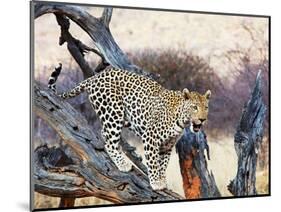 Leopard-Andrushko Galyna-Mounted Photographic Print