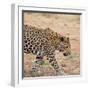 Leopard-Andrushko Galyna-Framed Photographic Print