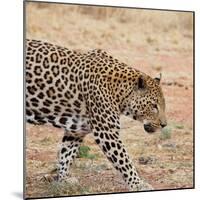 Leopard-Andrushko Galyna-Mounted Photographic Print