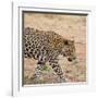 Leopard-Andrushko Galyna-Framed Photographic Print