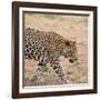 Leopard-Andrushko Galyna-Framed Photographic Print