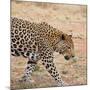 Leopard-Andrushko Galyna-Mounted Photographic Print