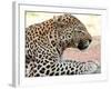 Leopard-Andrushko Galyna-Framed Photographic Print