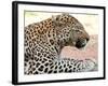 Leopard-Andrushko Galyna-Framed Photographic Print