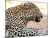 Leopard-Andrushko Galyna-Mounted Photographic Print