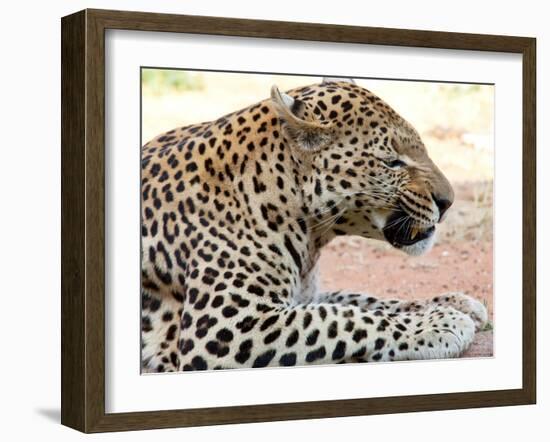 Leopard-Andrushko Galyna-Framed Photographic Print