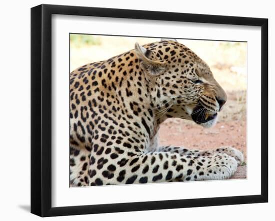 Leopard-Andrushko Galyna-Framed Photographic Print