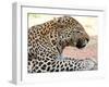 Leopard-Andrushko Galyna-Framed Photographic Print