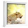 Leopard-Andrushko Galyna-Framed Photographic Print