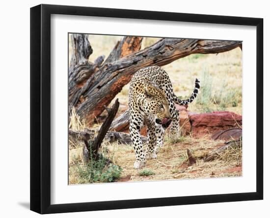 Leopard-Andrushko Galyna-Framed Photographic Print