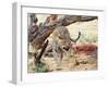 Leopard-Andrushko Galyna-Framed Photographic Print