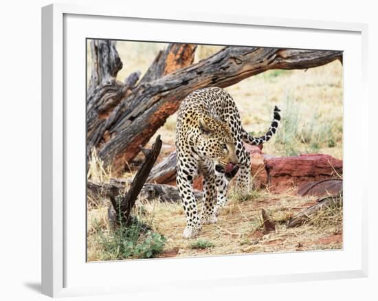 Leopard-Andrushko Galyna-Framed Photographic Print