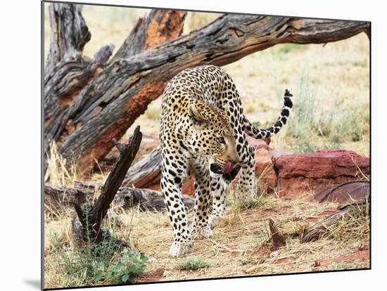 Leopard-Andrushko Galyna-Mounted Photographic Print