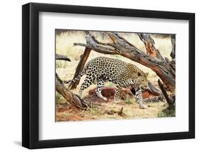 Leopard-Andrushko Galyna-Framed Photographic Print