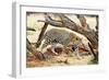 Leopard-Andrushko Galyna-Framed Photographic Print