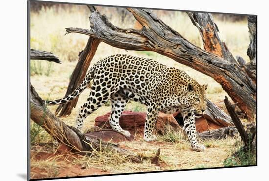 Leopard-Andrushko Galyna-Mounted Photographic Print